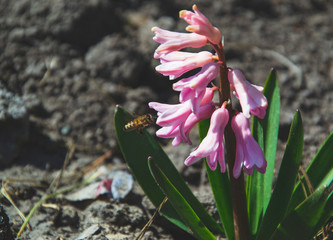 Pink hyacinth with flying bee in the garden. Spring season with blooming flowers. Green leaves and red flower. Herbs in the farm. Wallpaper with nature picture. Agricultural homework. Memory card.