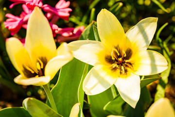 Close up white yellow flower, soft focus