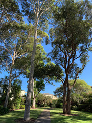 Fototapeta premium Small park at Sydney