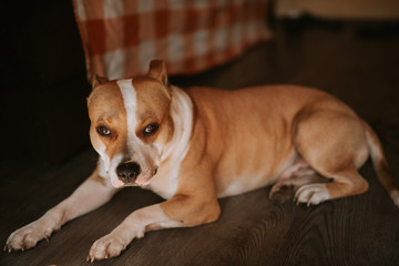 A cute brown dog lies on the floor. Terrier and sunbeams out the window