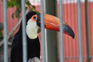 Tucan