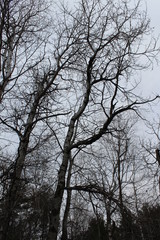 trees in winter
