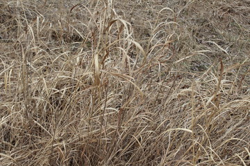 dry grass in the wind