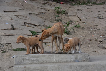 インドのラジャスタン州のプシュカル 一年に一度のラクダ祭期間中 砂漠に集まるラクダの群れ ラクダの親子と可愛いラクダの赤ちゃん Wall Mural Koujim30