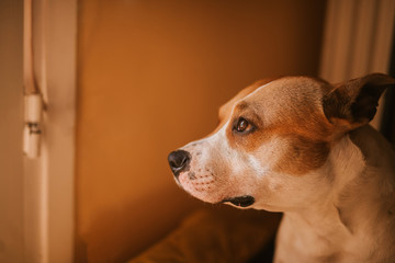 Profile of a beautiful brown dog