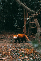 Fototapeta premium red panda bear wandering around trees