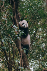 giant panda climbing large green tree branch with lots of leaves