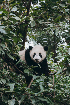 Giant Panda Cub Climbing Tree
