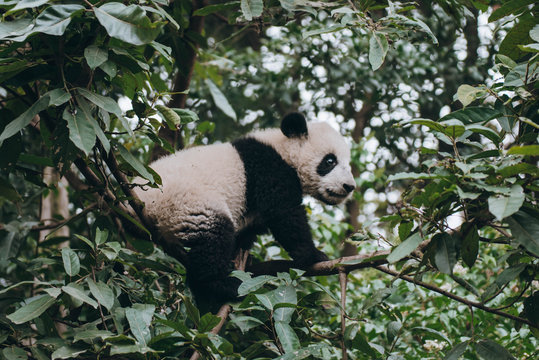 Giant Panda Baby Climbing In Trees
