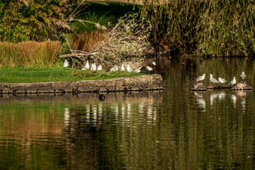 wild duck in the swamp