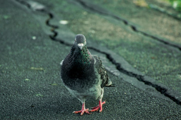 pigeon on the sand