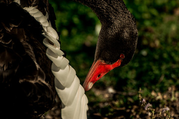 black and white swan