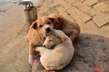 インドの世界遺産のワラーナシー　ガンジス川沿いのガートで生活する子犬　セーターを着ている可愛い姿