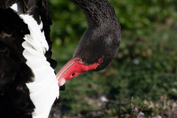 black and white swan