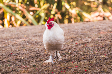 white rooster in the grass
