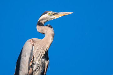 Profile of a Great Blue Heron Perched High in the Tree Top
