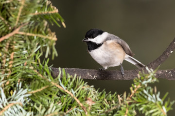 Obraz premium Carolina Chickadee Perched in an Evergreen Tree