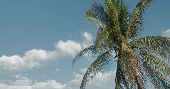 A palm tree against blue sky with clouds