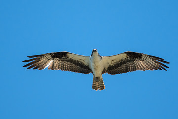 Lone Osprey Flying in a Blue Sky