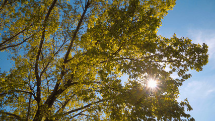 Beautiful trees in the parks of Washington DC