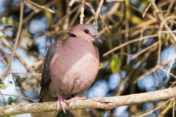 Red eyed dove, south Africa