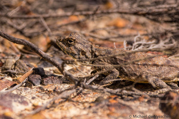 Rock agama camouflaged on ground