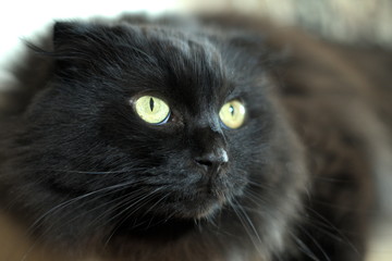 A black ruffed cat with green eyes looks viciously and menacingly