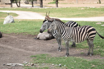 Zebra
