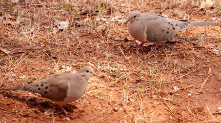 Mourning Dove