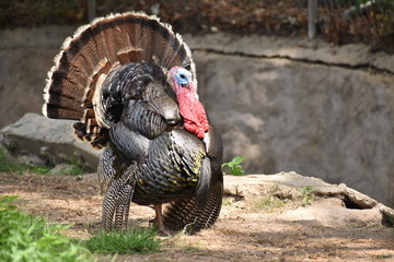 Pavo