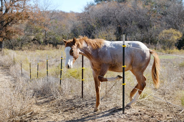 Fencing problems on farm concept, young red roan horse crossing through fence.