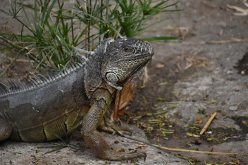 Iguana