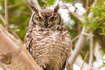 Spotted Eagle Owl, South Africa