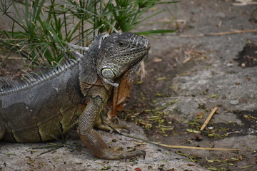 Iguana