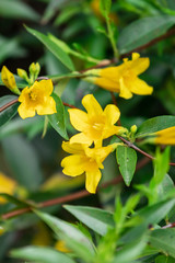 yellow flowers in spring