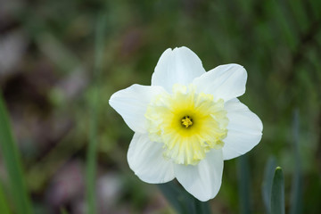 daylily in spring