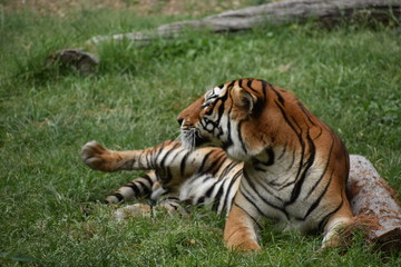 Fototapeta na wymiar Tigre descansando