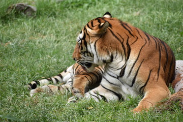 Tigre descansando