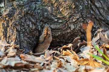 Mouse in early spring near the mink under the oak.
