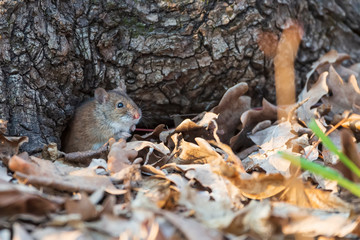 Mouse in early spring near the mink under the oak.
