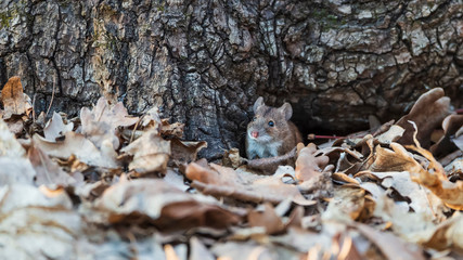 Mouse in early spring near the mink under the oak.