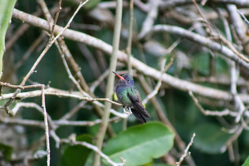 Obraz premium White-chinned Sapphire (beija-flor-roxo). Hylocharis cyanus. On the branch.