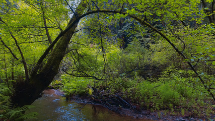 Fototapeta na wymiar Awesome wild nature at the Redwood National Park