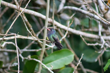 Obraz premium White-chinned Sapphire (beija-flor-roxo). Hylocharis cyanus. On the branch.