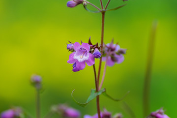 Light purple Foxglove with yellow background