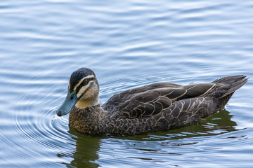 Pacific black duck