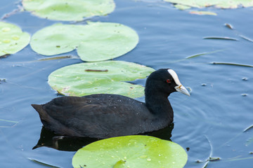 Australian coot