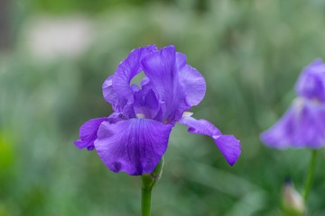 Purple Bearded Iris flower blooming in garden