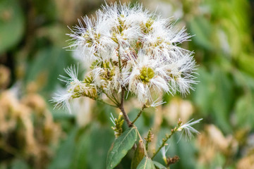 Inga flower (shimbillo) in the garden