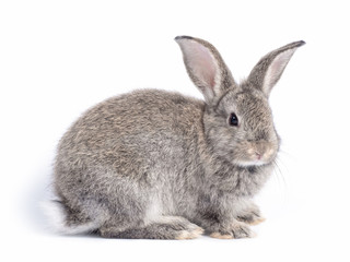 Gray cute rabbit sitting isolated on white background.